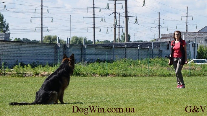 Соревнования на площадке DogWin