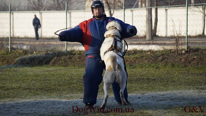 алабай в работе