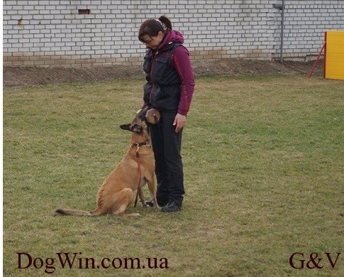 аппорт с подзывом площадка DogWin