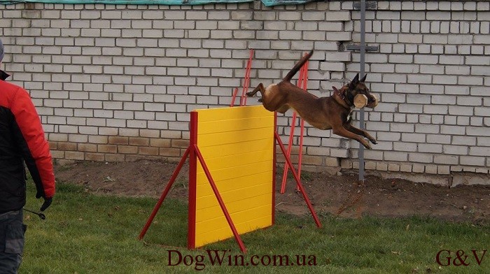 барьер площадка DogWin