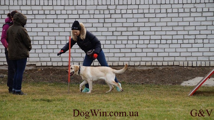 в перед площадка DogWin