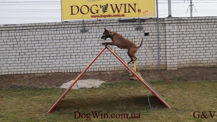 горка площадка DogWin