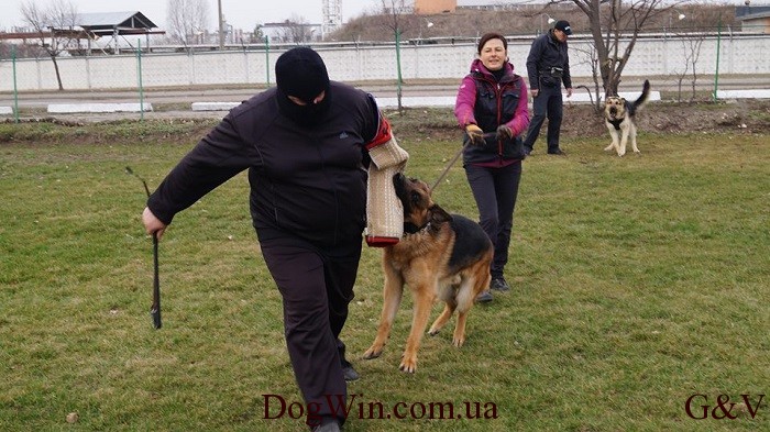защита DogWin