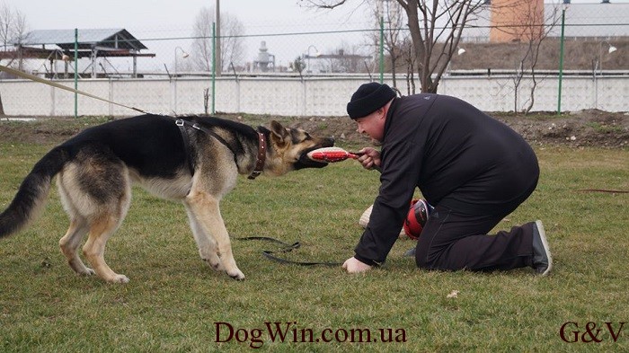 защита на площадке DogWin