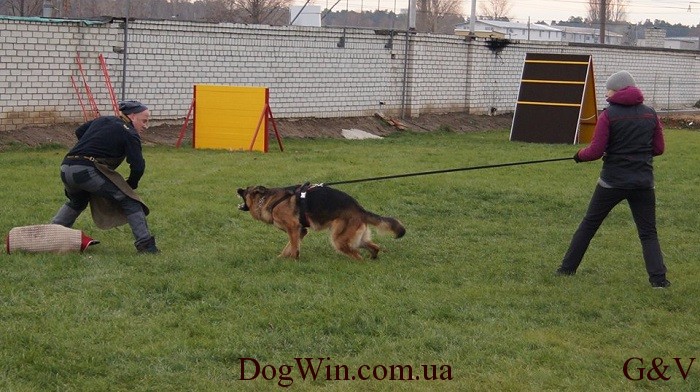 защита на площадке DogWin 