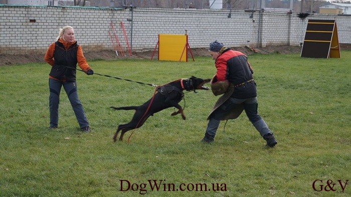 защита на площадке DogWin