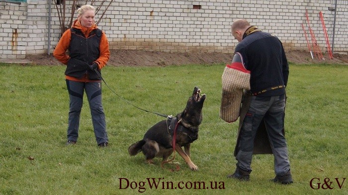 защита на площадке DogWin