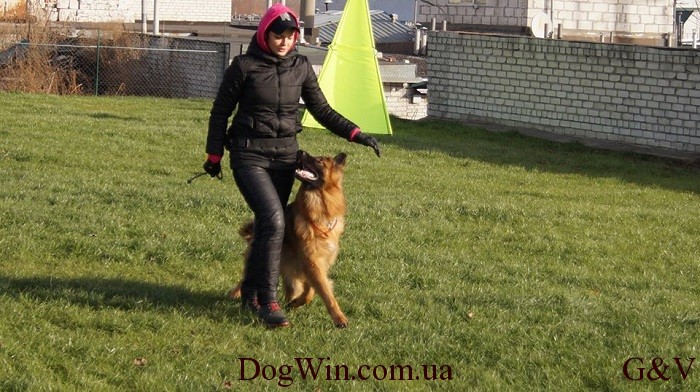 послушание на площадке DogWin